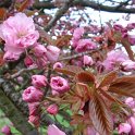 Prunus serrulata 'Shogetsu' 4